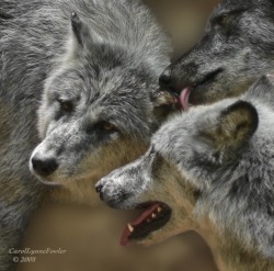 llbwwb:  Wolf Pack by Carol Fowler