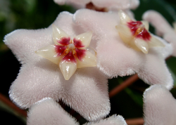 the-moth-princess:  Members of the Hoya genus (also known as waxflowers) are commonly epiphytic on trees in tropical regions in mid to southwestern Asia. They are often pollinated by moths due to some variations lacking color and possessing a strong sweet