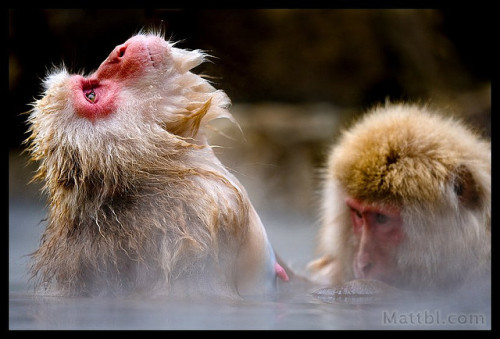 Japanese Macaques by Matt Burrard-Lucas on Flickr.