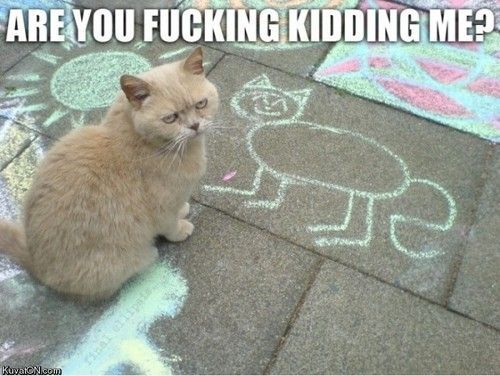 bitch, im the shit