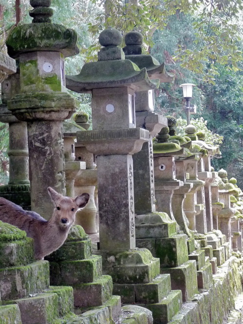 theantidote:Kasuga Grand Shrine (by twiga swala)Nara, Japan“The paths that lead to the Kasuga Grand 