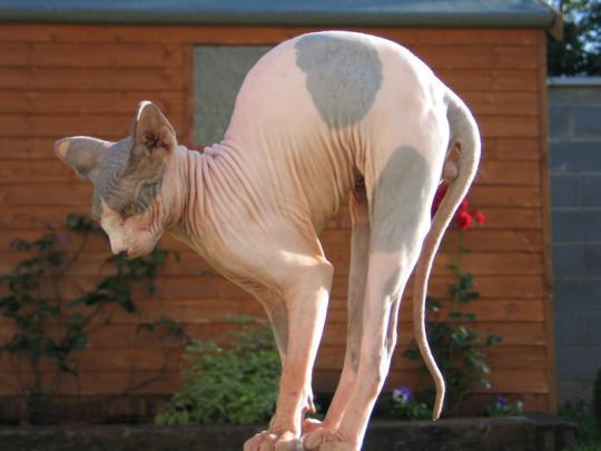 Hairless animals are so cool. At least, aside from humans. (humans are all like that