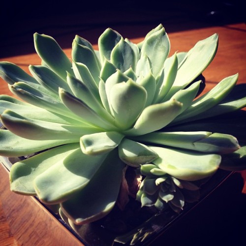 Echeveria Succulent – thanks Branch adult photos