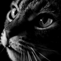 black-and-white:  phiby (by RedArt photographer) 