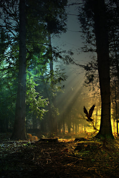 magicalnaturetour:  Guardian To The Golden Forest by *Stroody :) 