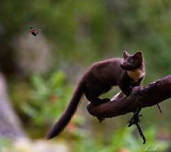 rhamphotheca:  magicalnaturetour: Pine Marten and Red Admiral Butterfly by Stian Holman :) 
