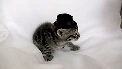 fashionmister:  meme4u:  http://memeblock.com/   Baby Cat: Look at me mama, I’m