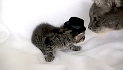 Porn photo syn-shadz:  cat: haha i is wear ma new hat.
