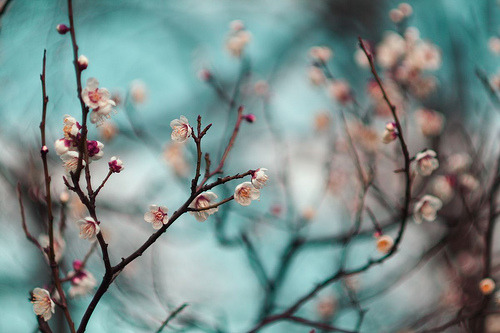 tearinthepocket:  (by *setsuna) 