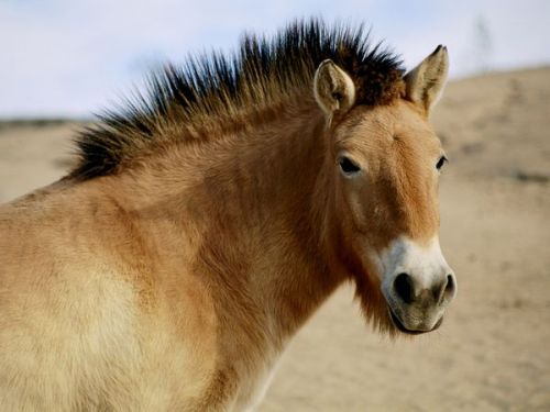 The Przewalski’s Horse is considered to be the last true wild horse. They’ve never been 