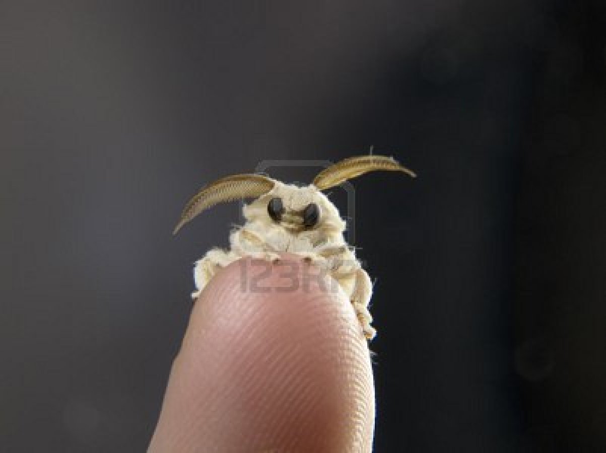 technonohskinner:  Bombyx mori - silkworm moth … One of the truly beautiful moths