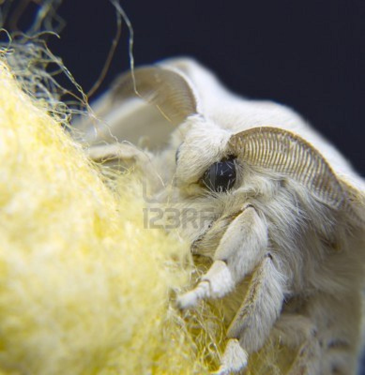 technonohskinner:  Bombyx mori - silkworm moth … One of the truly beautiful moths