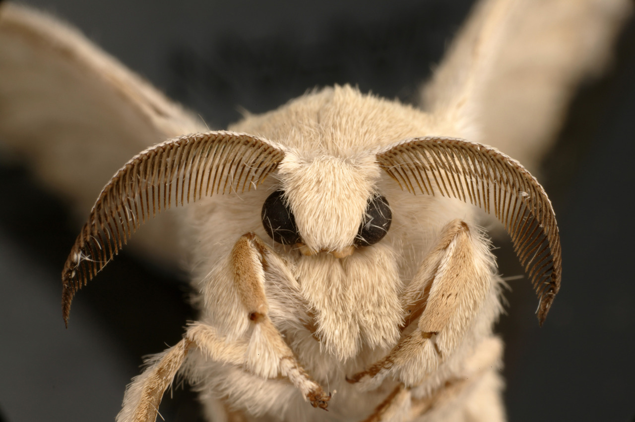 technonohskinner:  Bombyx mori - silkworm moth … One of the truly beautiful moths