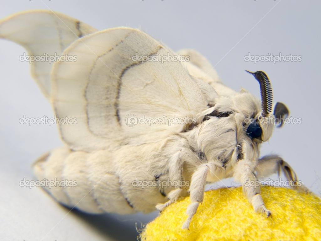 technonohskinner:  Bombyx mori - silkworm moth … One of the truly beautiful moths