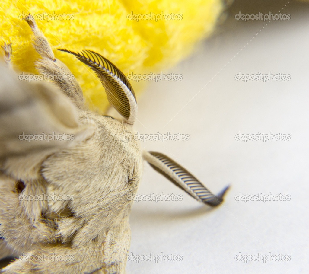 technonohskinner:  Bombyx mori - silkworm moth … One of the truly beautiful moths