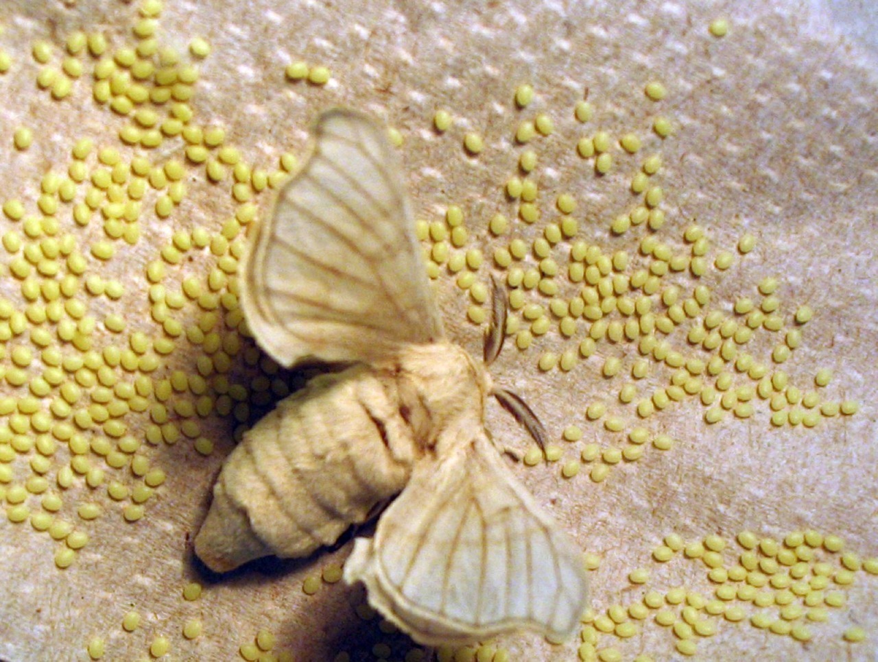 technonohskinner:  Bombyx mori - silkworm moth … One of the truly beautiful moths