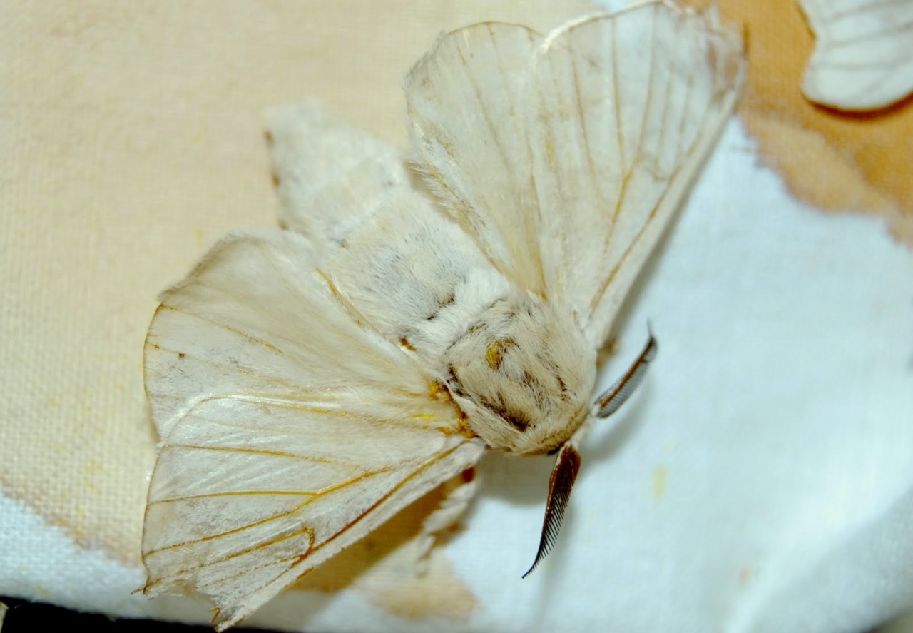 technonohskinner:  Bombyx mori - silkworm moth … One of the truly beautiful moths
