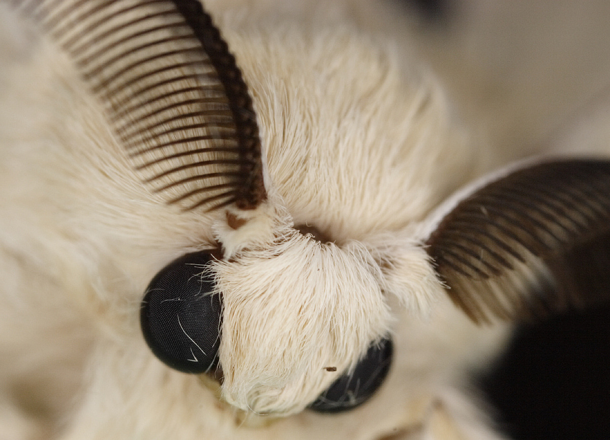 technonohskinner:  Bombyx mori - silkworm moth … One of the truly beautiful moths