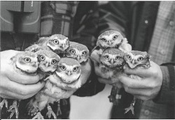 sharkeatsbird:  Owls, get your owls heaaar.