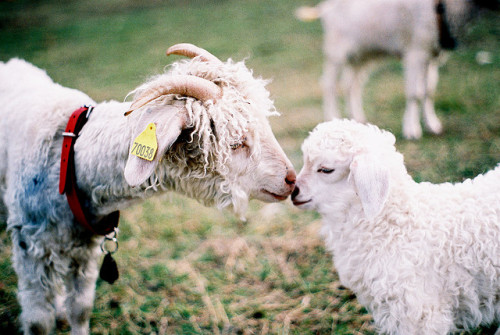 amatnemo:
“ goat smooch by snaggle.tooth on Flickr.
”