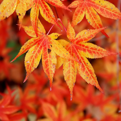 japanese maple fall by paul+photos=moody on Flickr.