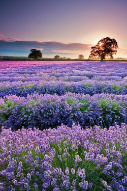 bluepueblo:  Sunset, Lavender Field, Provence, France photo via travel 