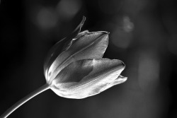 opscurus:  Black and White Tulip by Photos by Enzo D. on Flickr. 