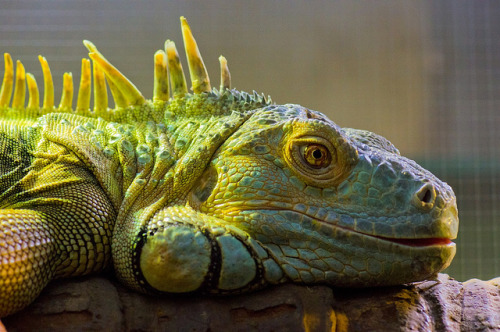 animals-animals-animals:  Iguana (by Kirsty Komuso)