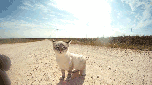 themaxdavis:Hey Max,My kitten and I are bicycling across the country for the next year— we are raisi