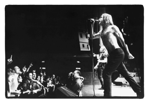 iggy pop