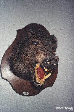 &lt;3 still looking for another animal to match the Boar&rsquo;s Head in our apartment to go on the other side.  drivenbyboredom:  Hattie Watson’s Boar’s Head! 