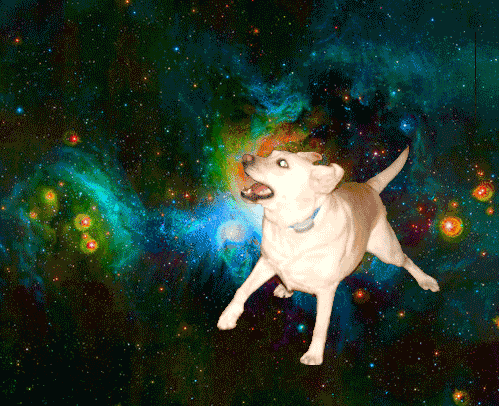 499px x 406px - fuck yeah dogs in space! - dog submitted by hot-erotic-dreams