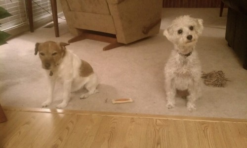 They're Not Allowed In The Kitchen When There's Cooking Happening.