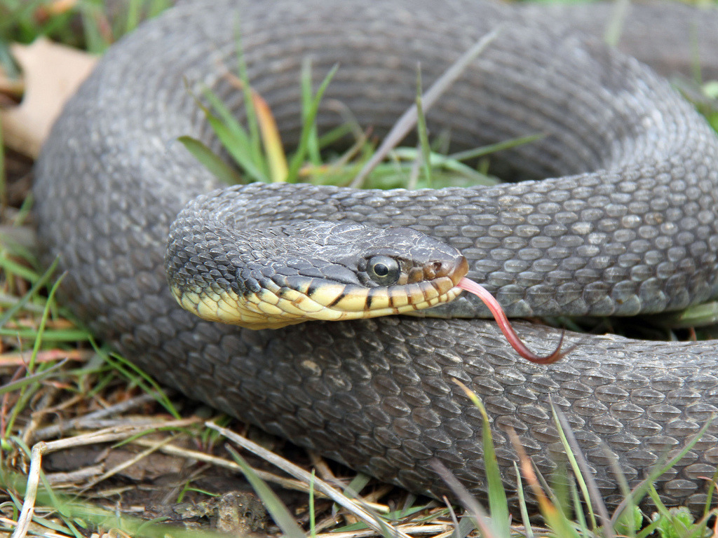Reptile Facts - rhamphotheca: The Yellowbelly Watersnake...