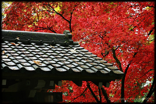 Japanese Garden - Fall 2008 by SmilingMonk on Flickr.