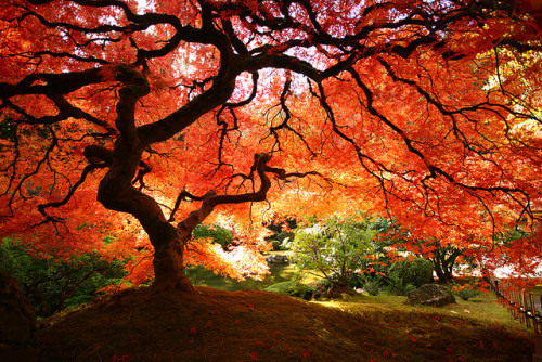 japanese maple tree by jaysonphoto on Flickr.