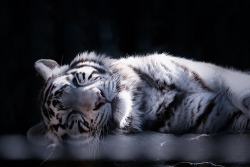 muede:  Sleeping white tiger (by reonis) 