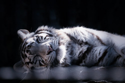 muede:  Sleeping white tiger (by reonis)