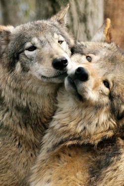 godtricksterloki:  Wolves!