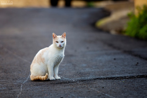 Cats can work out mathematically the exact place to sit that will cause most inconvenience by blurre