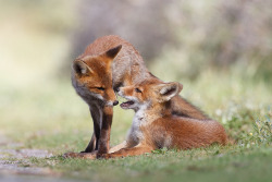 The Fox Blog