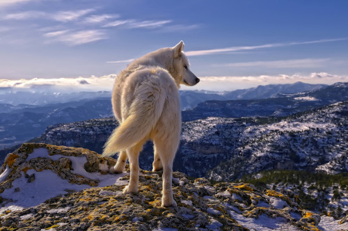 magicalnaturetour: Siberian Huski by Rafael Tamajón :)