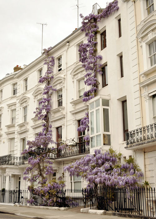 Lavander in france? england maybe?