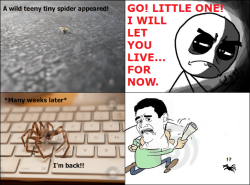 meme-spot:  Oh God! Spider http://pleasedontfuckme.tumblr.com