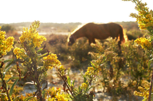 Assateague Island, MD