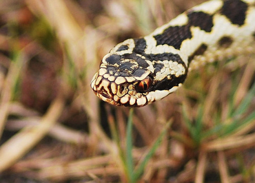 wilkosphotos:
“ The Common Adder is found in different terrains, habitat complexity being essential for different aspects of its behaviour. It feeds on small mammals, birds, lizards, amphibians and in some cases on spiders, worms and insects. Females...