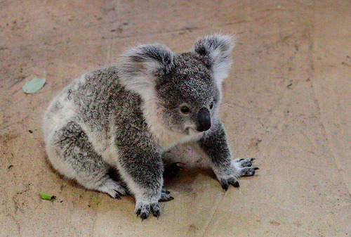 ruineshumaines:  Koala baby Owen (by The Zoo Dude) 