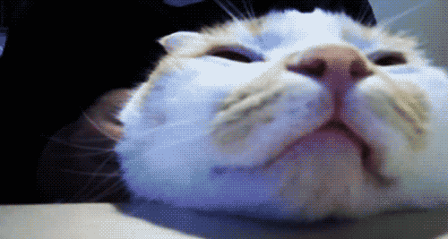 Ladies and Cats