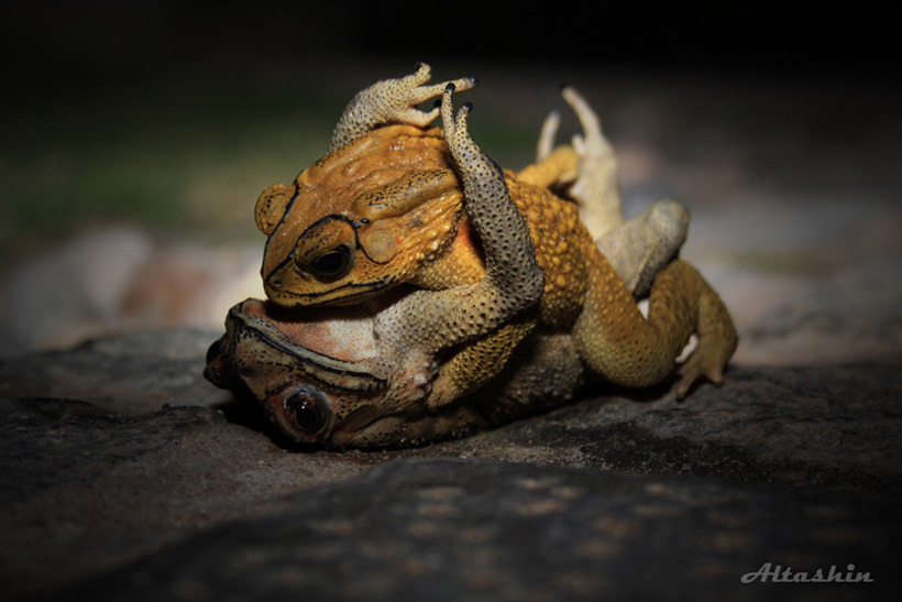 gogobrien:  zolanimals:  Frog Mating  I didn’t know they did it missionary 