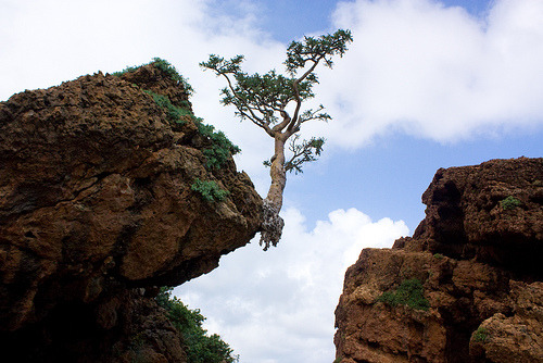electricorchid:A remarkable specimen of the frankincense tree (Boswellia sp.) grips the edge of a ro